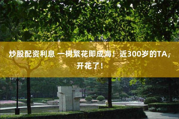 炒股配资利息 一树繁花即成海！近300岁的TA，开花了！